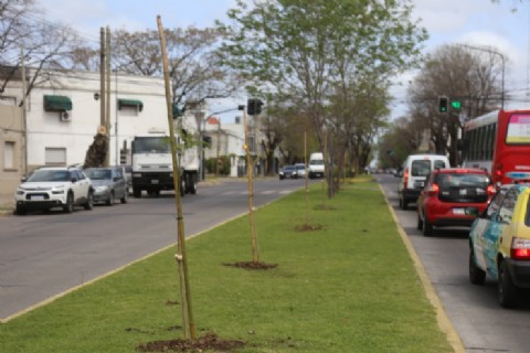 Vecinos hablan de "despilfarro de plata" por ejemplares secos recién plantados