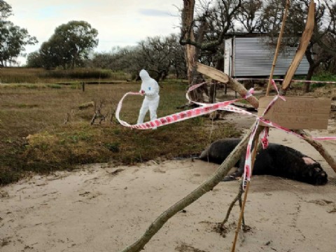 Se encontró un lobo marino muerto en Punta Indio a causa de gripe aviar