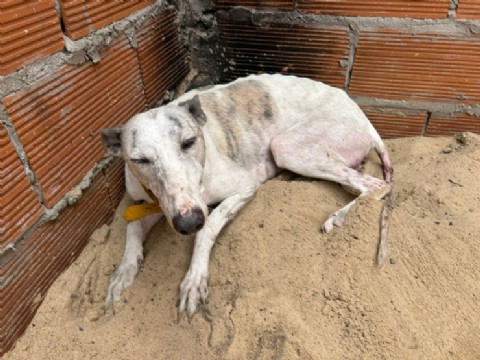VIDEO | Dos personas fueron aprehendidas y rescatan ocho perros en un domicilio de Los Hornos