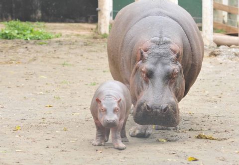Presentaron al nuevo hipopótamo de la ciudad