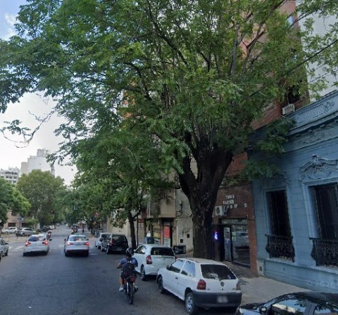 Afirman que las raices de un árbol entraron al subsuelo de un edificio