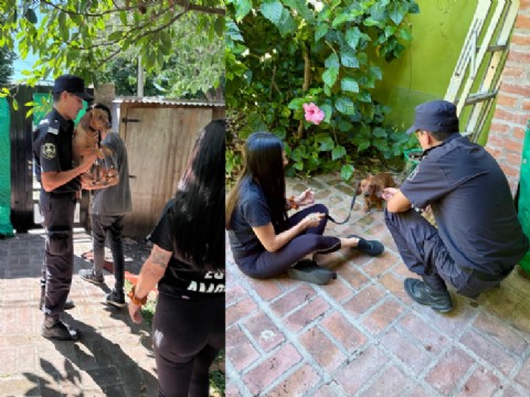 VIDEO | Rescatan a un perro "salchicha" en una vivienda del barrio El Mondongo tras una denuncia por maltrato animal