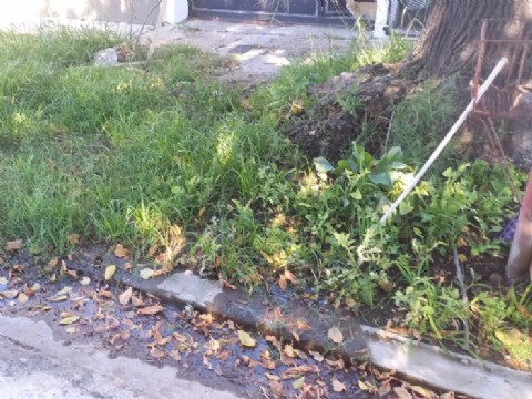 Una frentista denuncia que una pérdida de agua le movió el árbol