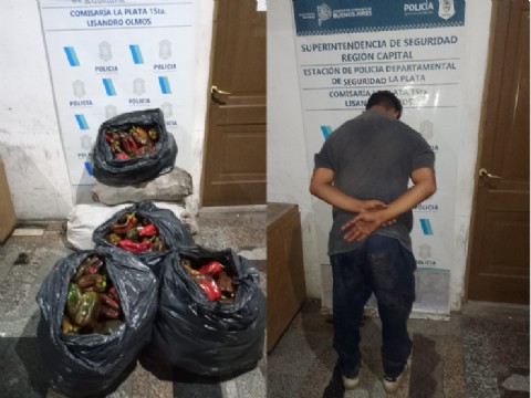 Los Hornos: venezolano fanático por los morrones quiso robar seis bolsas de una quinta
