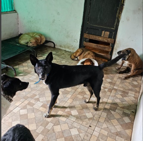 Cuando el Estado no está, el corazón responde: el trabajo silencioso de María, la vecina platense que rescata animales