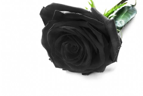 Falleció Roberto José Pironio