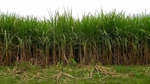 Vecinos de San Carlos tienen miedo: piden más luminarias y alargar recorridos de colectivos