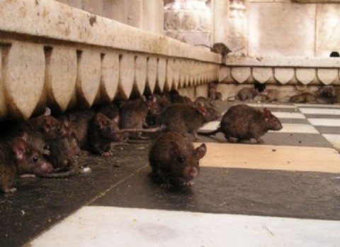 ¡Escándalo en Verónica! Kicillof envió cajas con alimentos infestadas de ratas a la Escuela 6