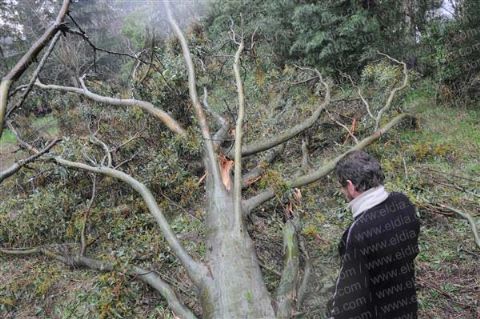 Un hombre murió al caérsele un árbol encima