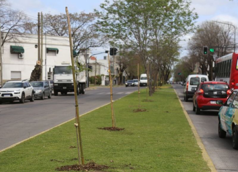 Vecinos hablan de "despilfarro de plata" por ejemplares secos recién plantados