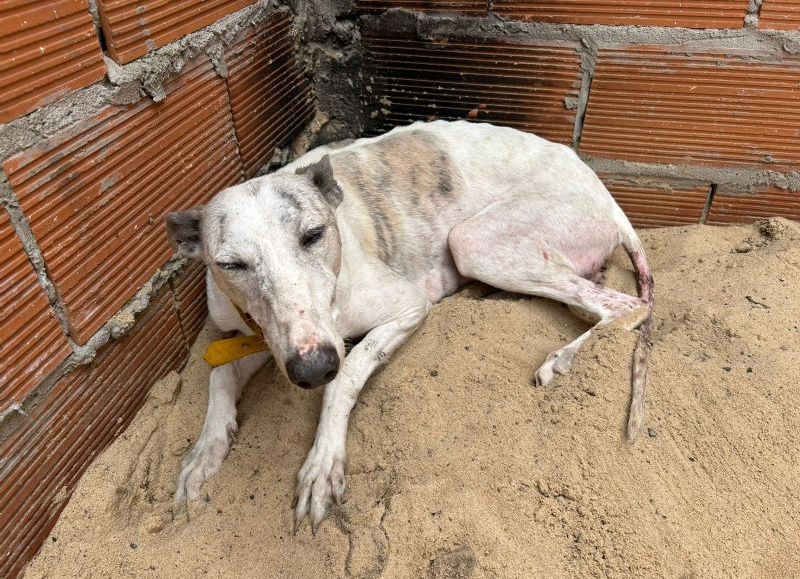VIDEO | Dos personas fueron aprehendidas y rescatan ocho perros en un domicilio de Los Hornos