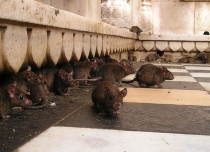 Plaga de ratas convive con los chicos de la escuela primaria Dardo Rocha