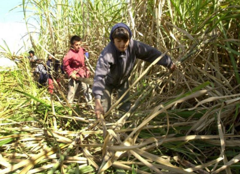 Aseguran que la explotación rural infantil, "es más común de lo que creemos"