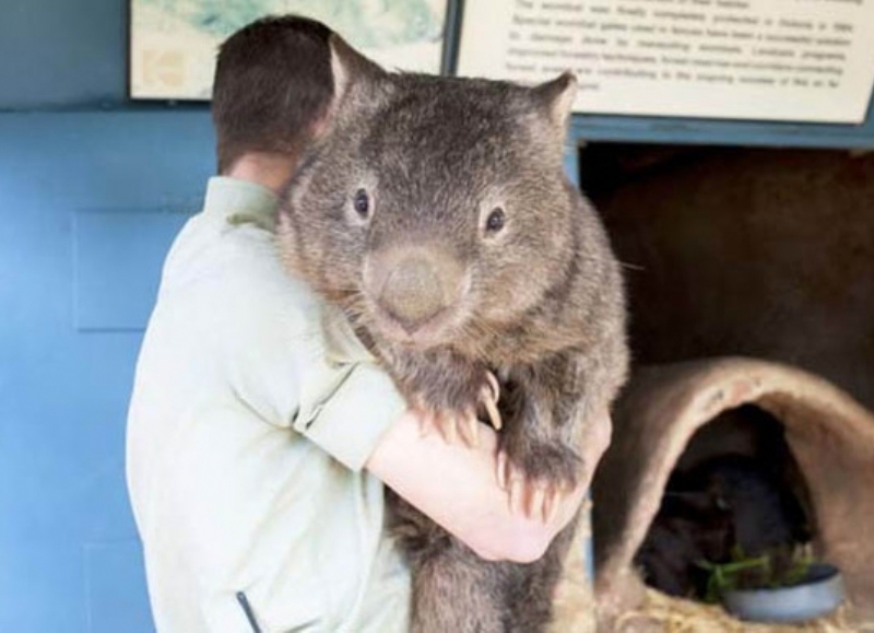 Extraña invasión de ratas gigantes en barrios marginales de La Plata