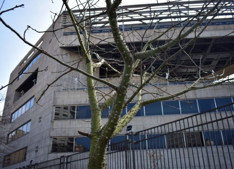 Buscan proteger e incrementar el arbolado público de la ciudad