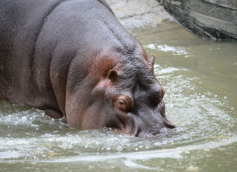 Falleció Hipólito, el histórico hipopótamo del Bioparque