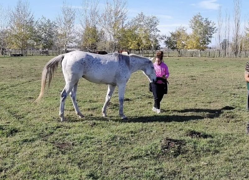 VIDEO | Pide ayuda para cuidar 30 caballos rescatados en la ciudad