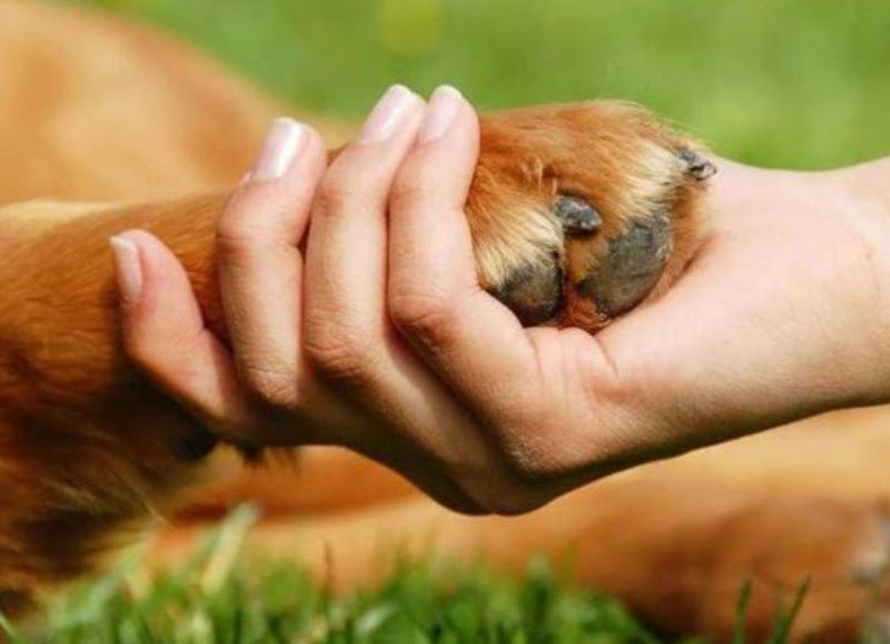 "Día del Animal": realizarán una jornada especial con actividades de concientización y atención veterinaria