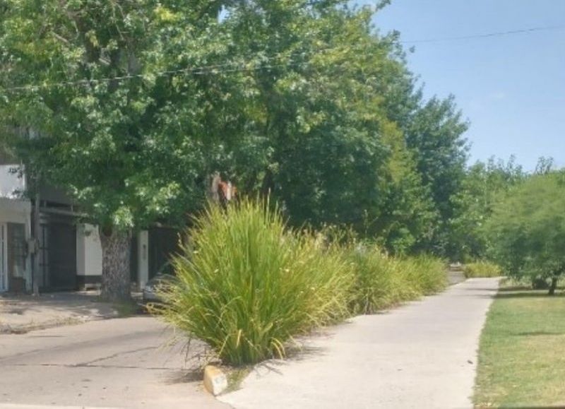 Plantas en la rambla generan puntos ciegos y alertan por la seguridad en avenida 53
