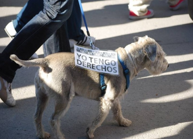 Magdalena: intervención policial por infracción a la Ley contra el maltrato animal