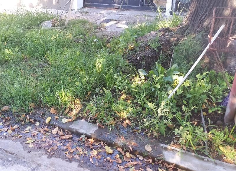 Una frentista denuncia que una pérdida de agua le movió el árbol
