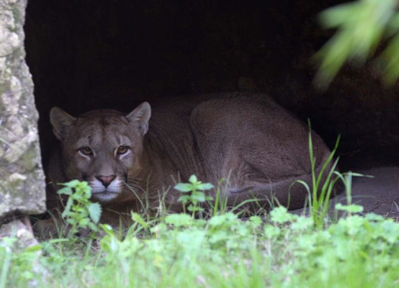 El Bioparque platense recibió y brinda tratamiento a un puma rescatado en Maipú