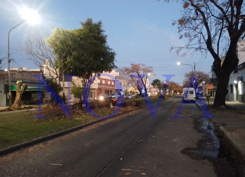 Terrible tala de arbolado público por parte de la Municipalidad