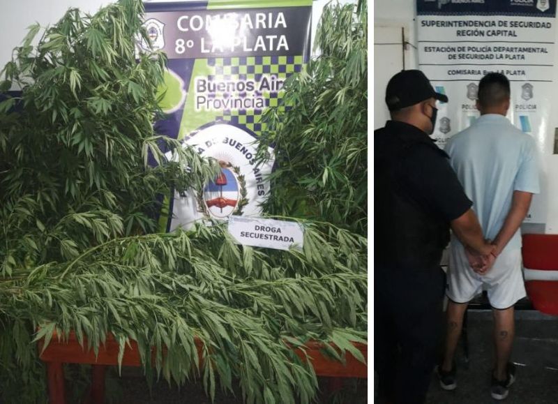 ¡Bingo! lo allanaron por robar motos a mano armada y le encontraron seis plantas de marihuana