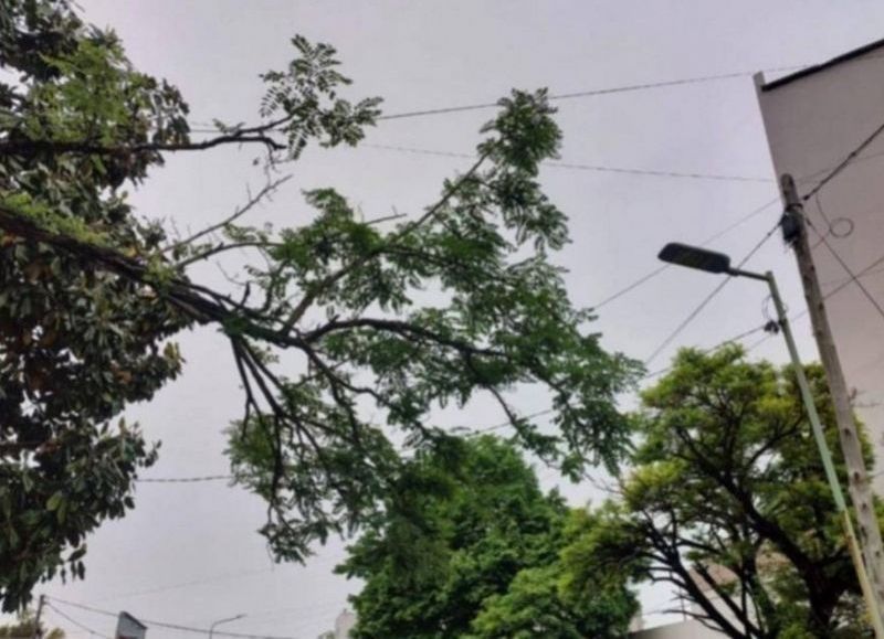 Los vecinos de Villa Elvira se quejan por las ramas sobre el tendido eléctrico que pueden generar un trágico