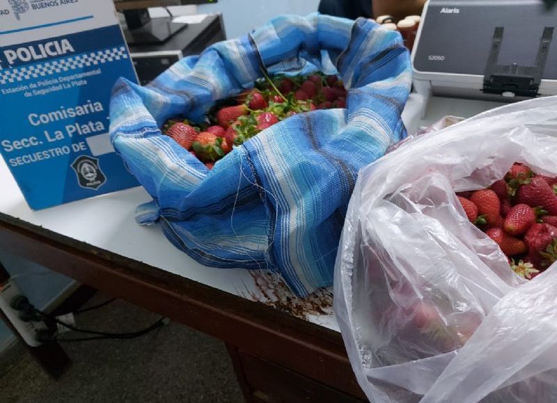Lisandro Olmos: robaron 10 kilos de frutillas de los invernáculos de una quinta y los atraparon