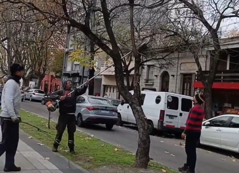 VIDEO | Vecina filmó como la Municipalidad mutila el arbolado público