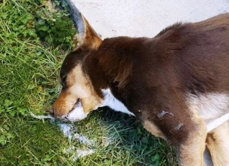 Denuncian envenenamiento de perros cerca del Hospital Alejandro Korn