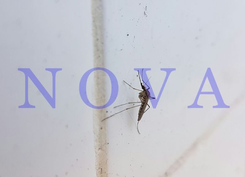 Lucha contra el dengue: el municipio continúa con los trabajos de fumigación