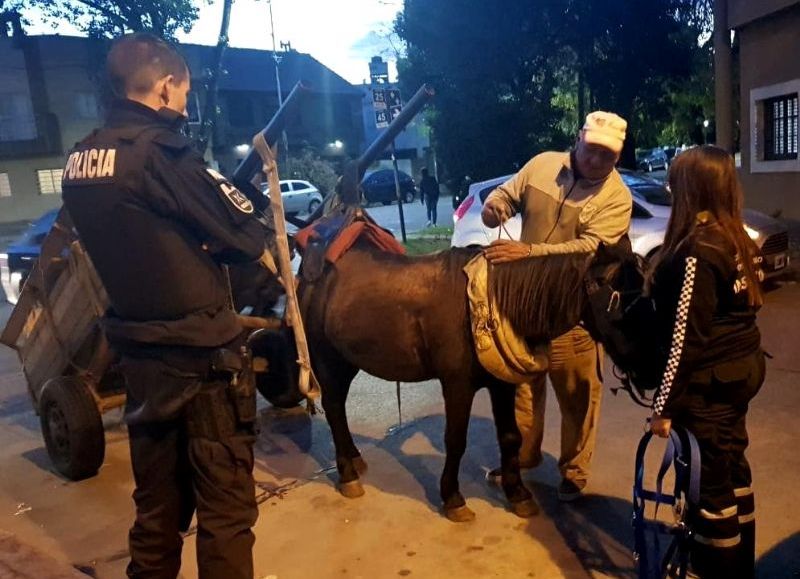 Desde el inicio de la gestión, ya se realizaron más de 140 rescates de caballos