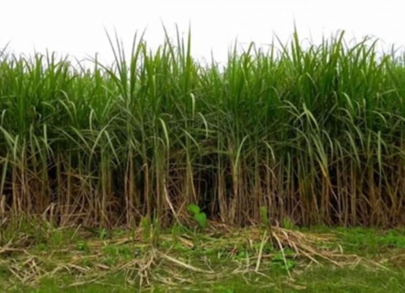 Vecinos de San Carlos tienen miedo: piden más luminarias y alargar recorridos de colectivos