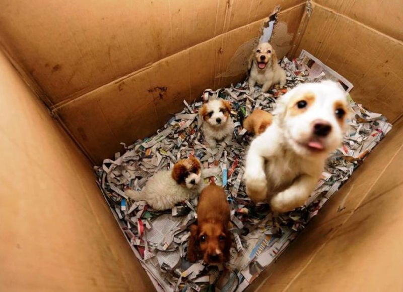 En Villa Elvira, organizaron una feria para recaudar fondos en beneficio de perros rescatados