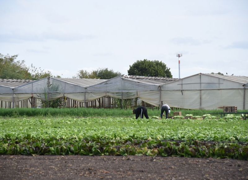 El municipio finalizó el Relevamiento Florihortícola Platense 2025