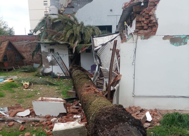 VIDEO | La Loma: por el temporal se cayó una palmera y casi causa una tragedia