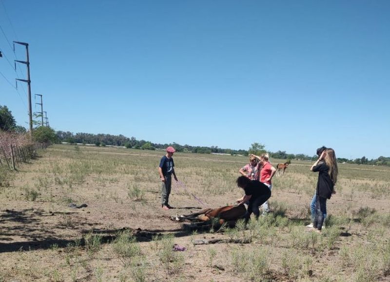 VIDEO | Abasto: rescatan a una yegua y su cría y procesan al dueño por actos de crueldad